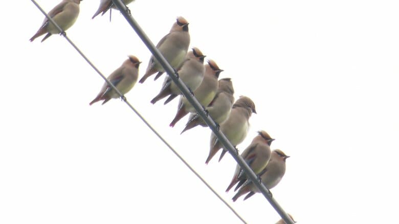 「冥土の土産」とも言われる野鳥「ヒレンジャク」が60羽飛来！頭部には長い羽、尾は「緋色」野鳥ファンを魅了する美しさ｜FNNプライムオンライン