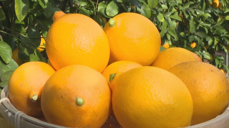 オレンジの甘さ＋レモンの酸味で注目！信州産「マイヤーレモン」が旬　焼き菓子やパンにも【長野発】｜FNNプライムオンライン