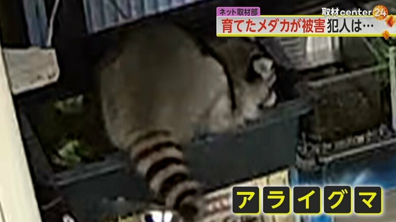 「メダカ泥棒」の犯人は“アライグマ”　わずか3分の犯行の一部始終　捕獲の際は注意…外に放すと罰則対象に　神奈川｜FNNプライムオンライン