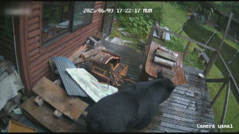 ミツバチの巣箱をむさぼる…集落にも近い山小屋に熊が出没 専門家「初夏は繁殖期でオスの行動範囲が広がる 」｜FNNプライムオンライン