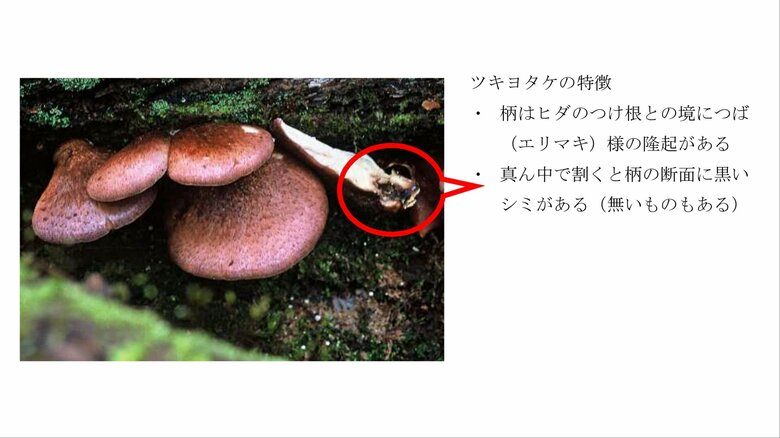 長野県内では今季初　キノコ食中毒　ムキタケと間違って…毒キノコ『ツキヨタケ』を誤食　70代男女がおう吐など｜FNNプライムオンライン