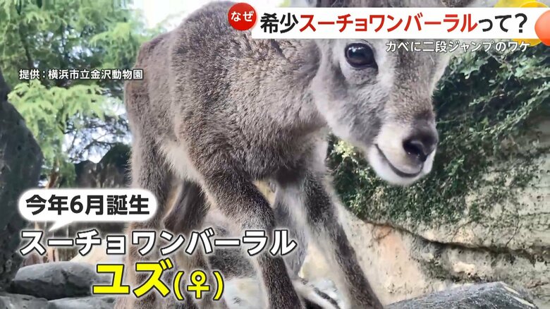 壁を使って“2段ジャンプ” 「スーチョンワンバーラル」のユズが“練習”　岩山駆け回れるように成長　横浜市立金沢動物園｜FNNプライムオンライン