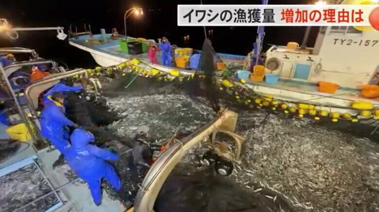 網におびただしい数のイワシ…富山湾の漁獲量トップ 増え続ける理由と富山湾で今何が起きているのか｜FNNプライムオンライン