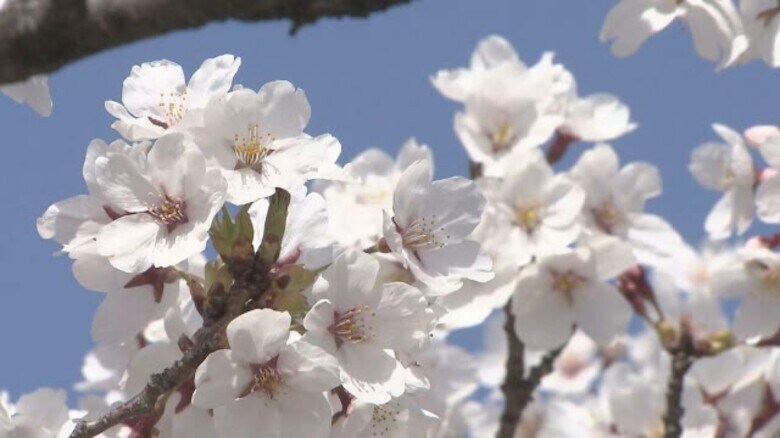 長野市の桜満開に　「開花宣言」から5日　去年より10日遅く　汗ばむ陽気半袖姿の花見客も　｜FNNプライムオンライン