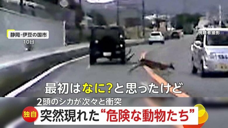 「全く声が出ず…ヤバイヤバイと」静岡で2頭のシカが目の前で車と衝突!危険な飛び出し 宮城では夜の山道をイノシシが猛スピードで横切る|FNNプライムオンライン