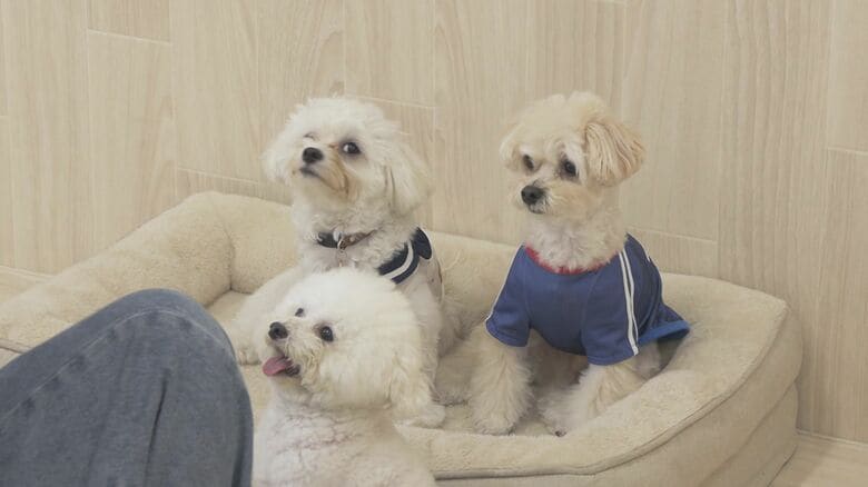 希望者多く“待機児童”も なぜ人気?『犬の幼稚園』が増加中 週2回で月謝3万円も飼い主の高いニーズ【福岡発】|FNNプライムオンライン