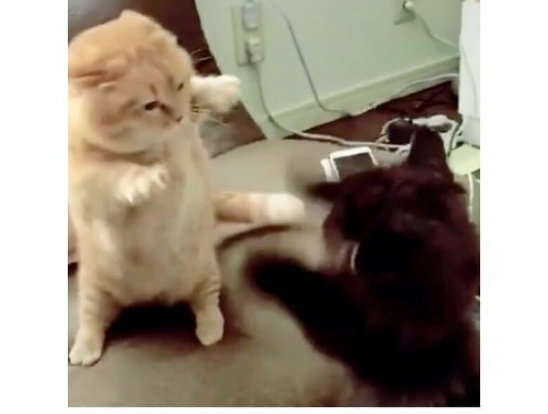 「お互いダメージゼロ」短足猫2匹の届かない“高速ねこパンチ”バトルがかわいい…結末を飼い主に聞いた｜FNNプライムオンライン