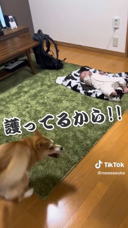 提供：柴犬こちゃんさん