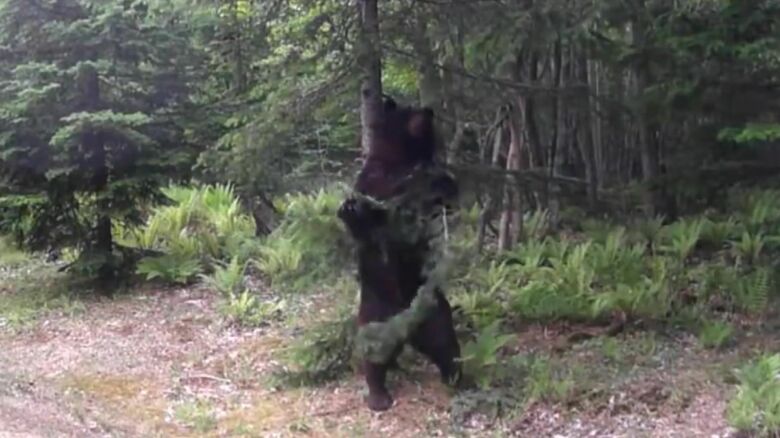 「背こすり」を行うクマ（提供：北海道大学 苫小牧研究林）