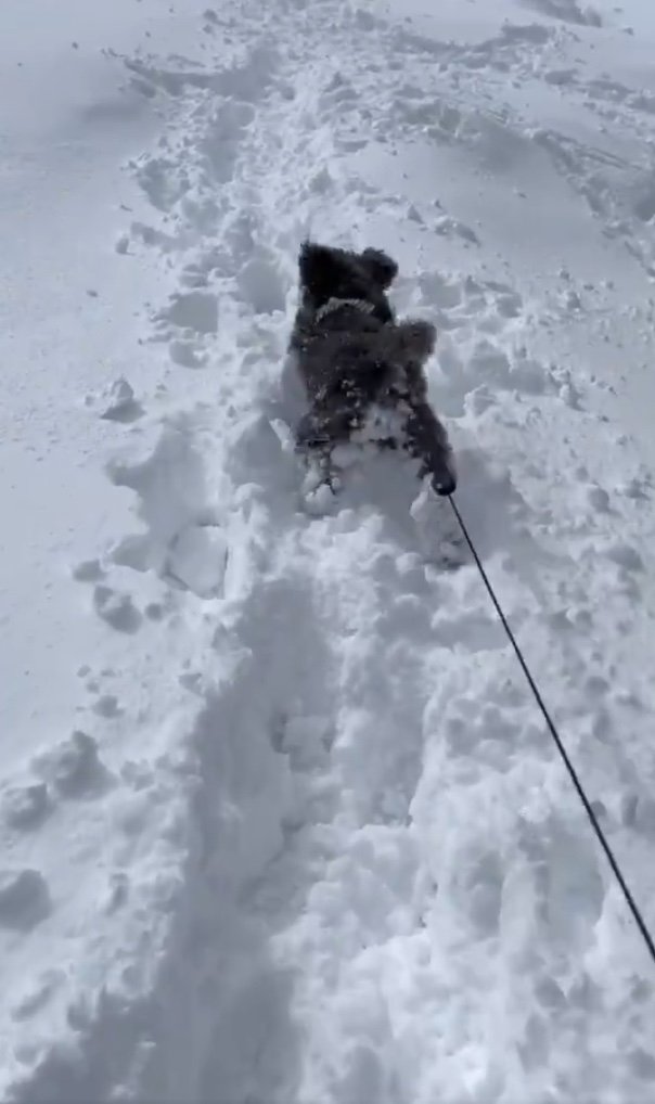 雪が楽しいようだ（提供：くぅさん）