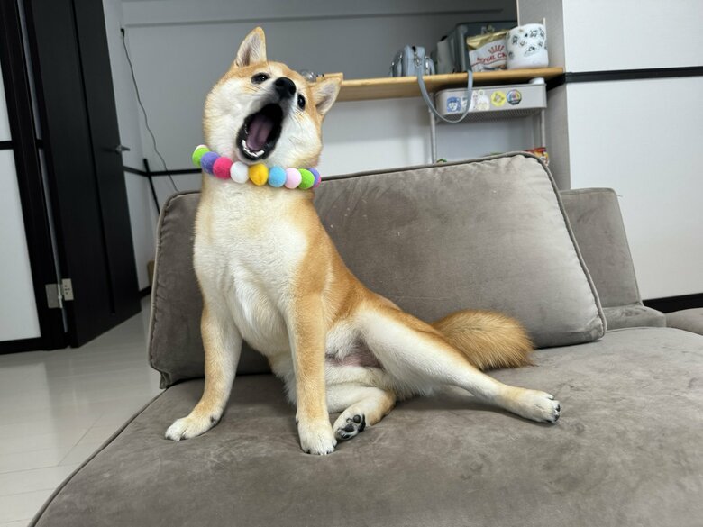 提供：わさび一族さん