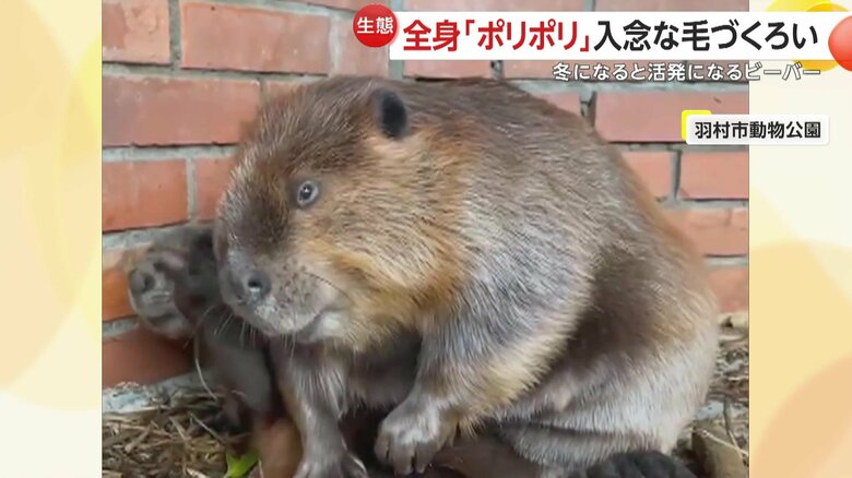 手足や口を器用に使って入念に毛づくろいをするビーバー