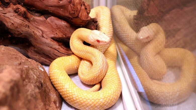 蛇窪神社で世話をしている白蛇・しーちゃん（編集部撮影）