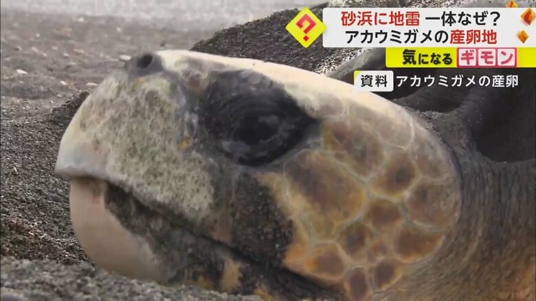 地雷が発見された砂浜はアカウミガメの産卵場所として知られる