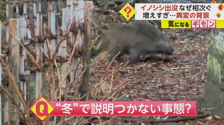 長野市の象山神社で記者が撮影したイノシシの映像