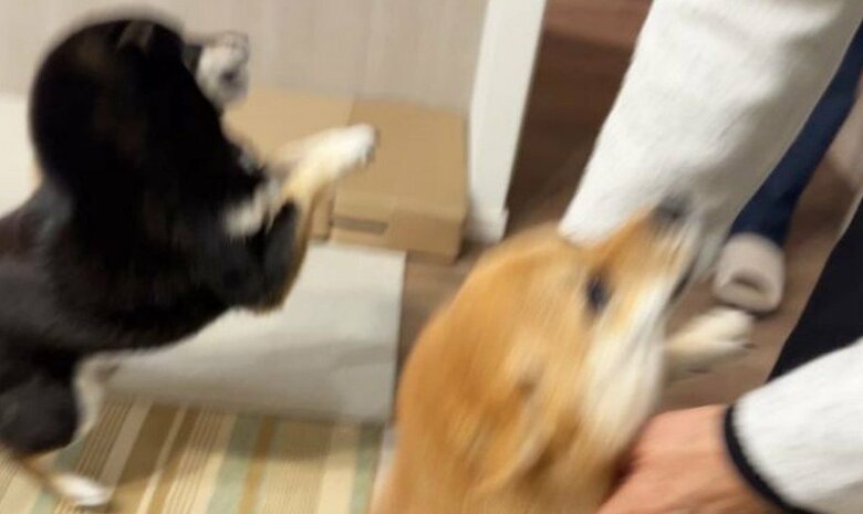 提供：豆柴あさのんさん