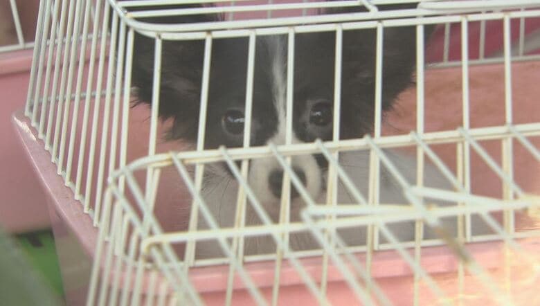 施設で飼育していた犬