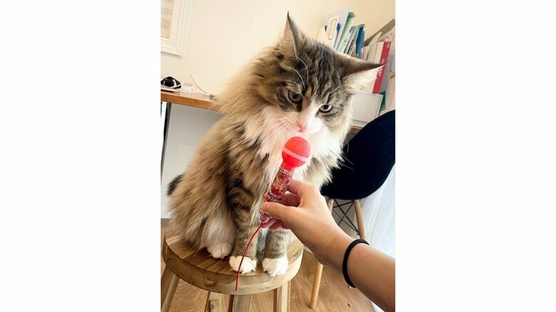 提供：しろあん でっかい北欧猫さん