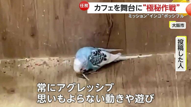 「常にアグレッシブな感じ」と話す投稿者