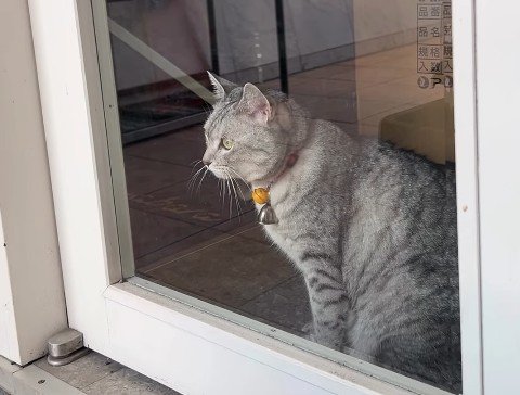 窓から外をのぞくヌガチン