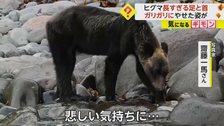 浮き出た肩の骨はっきり分かるほど、ガリガリにやせたヒグマ