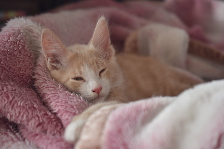 眠そうな表情が可愛い