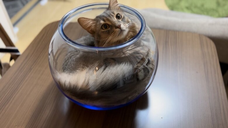 “壺”に入った雨くん。飼い主さんのお気に入りの一枚（提供：雨と雪之丞さん）