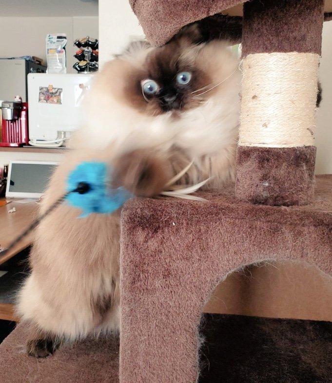 提供：ねぎまるさん