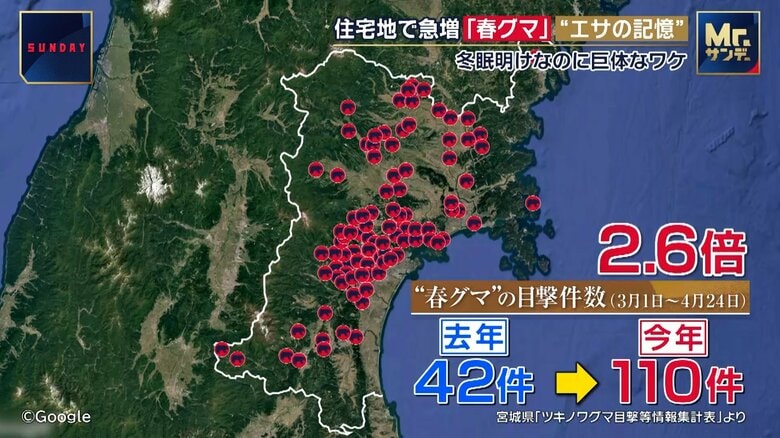 クマの目撃数が急増している