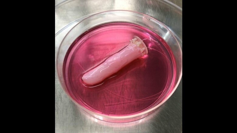 血管はないため、培養液に浸けて養分を補う必要がある（提供:東京大学）