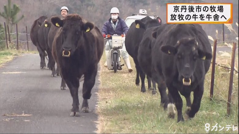 京都・京丹後　放牧牛も「冬ごもり」へ