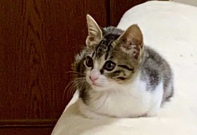 最初は普通の香箱座りをしていたそう