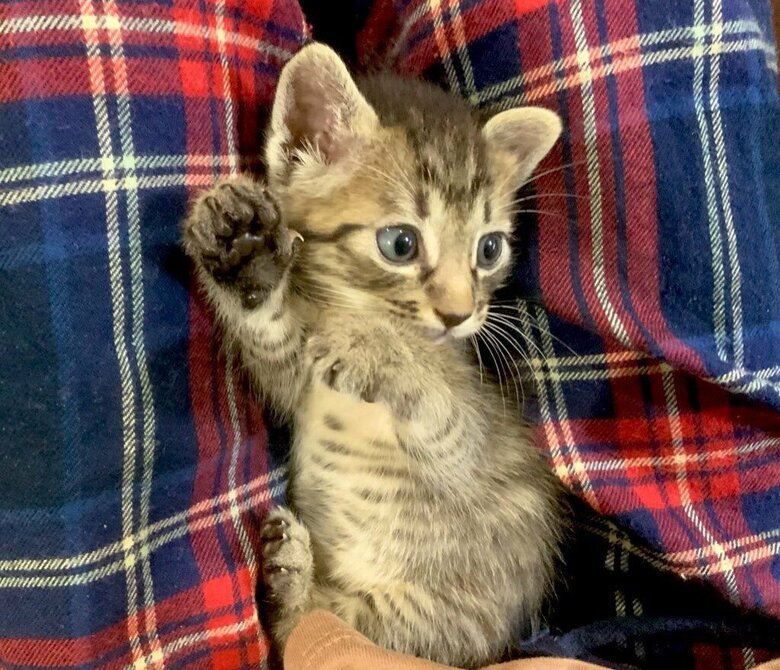 子猫時代のねこくん