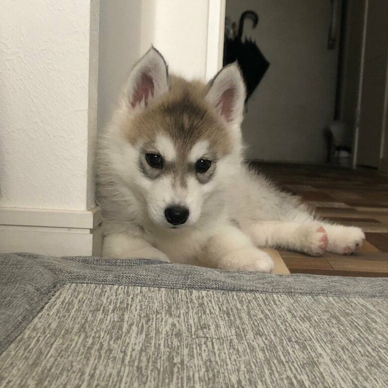 生後数カ月でこの貫禄