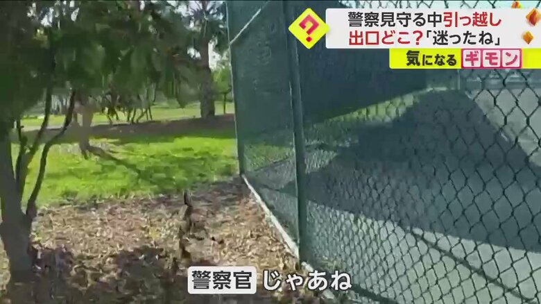 警察官に見守られて公園の池を目指すカモの親子の引っ越しシーン一連画像⑯