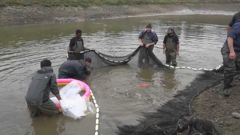 小千谷市の養鯉池