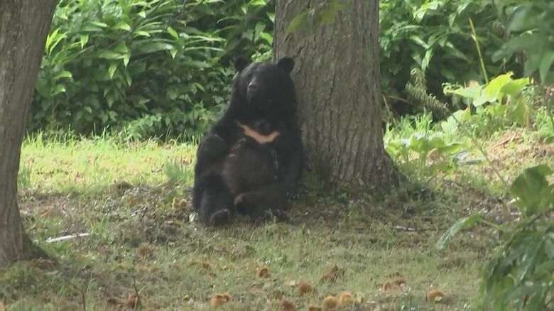 木に横たわるクマ