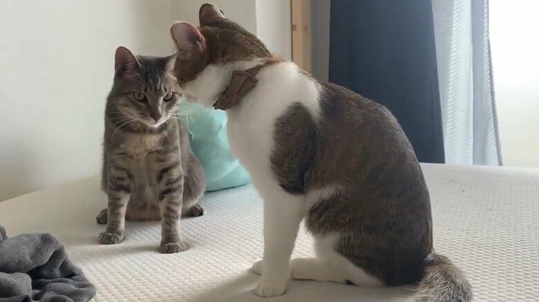 たまたま視線が合った虎太郎くん(右)、ドラちゃん。すると…