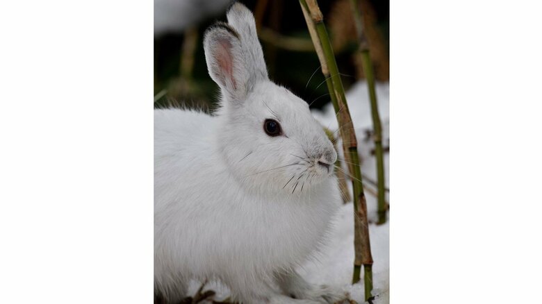 トウホクノウサギ