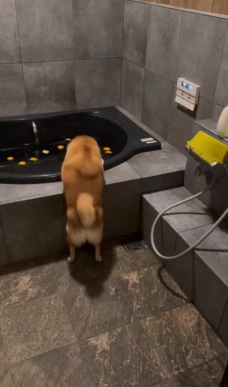 浴槽内のユズをいつも遊んでいるテニスボールと勘違い