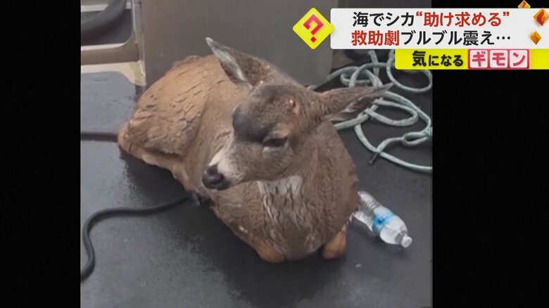 海からボートに引き上げられ、ブルブルと震えるシカ