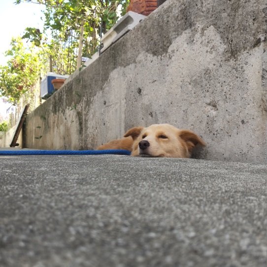別の角度から。どこか遠くを見つめる大吉くん…