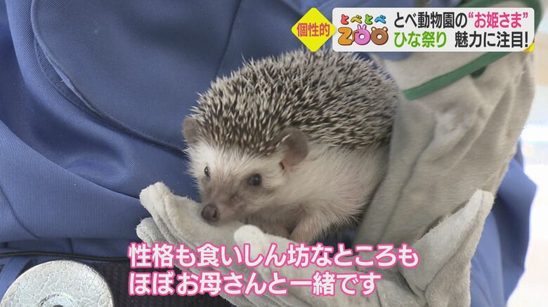 ヨツユビハリネズミ「こうちゃ」の娘の「むぎちゃ」。性格も食いしん坊なところも、お母さん似だという