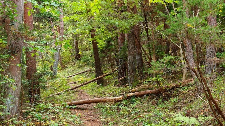 放置した樹木が損害を与える可能性も（画像はイメージ）