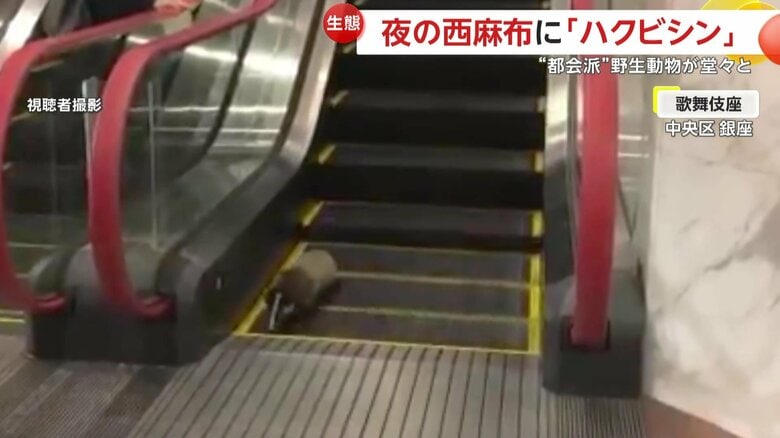 過去には東京・中央区の歌舞伎座で目撃された