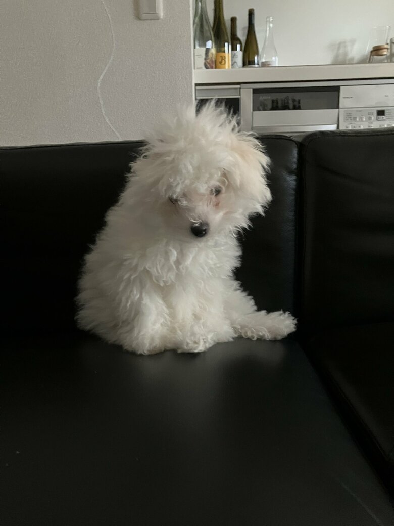 提供：白く、柔らかな犬さん