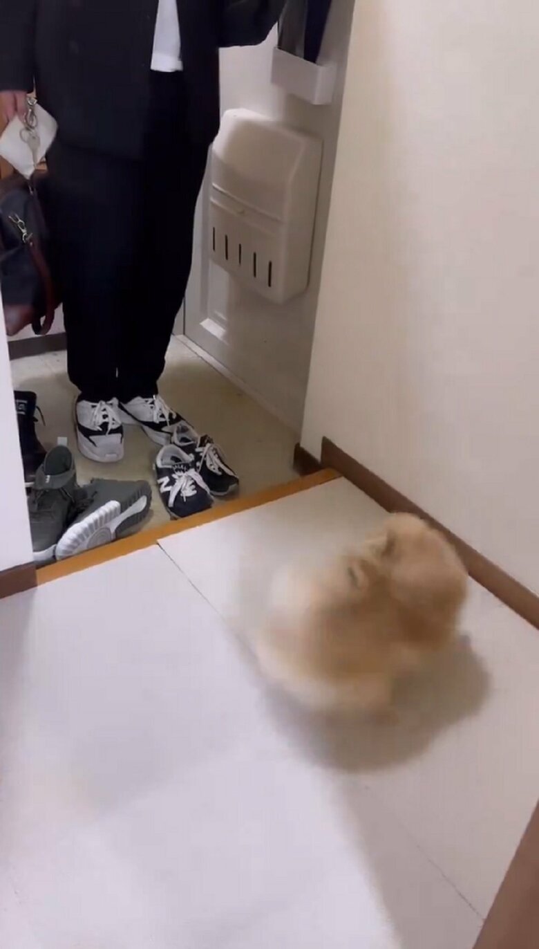 なごみちゃんは玄関でお出迎え
