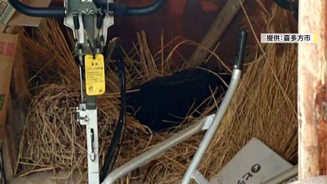 画像提供：喜多方市　物置小屋で眠るクマ（1月13日）