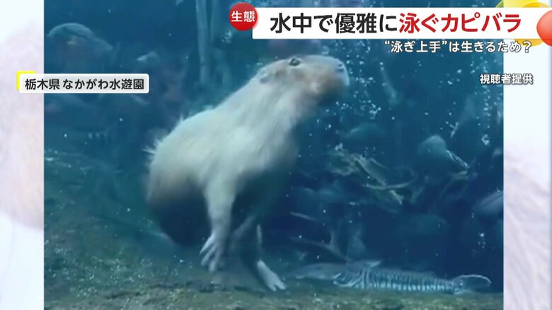 地面を蹴ってクルッと華麗にターンをするミチルくん