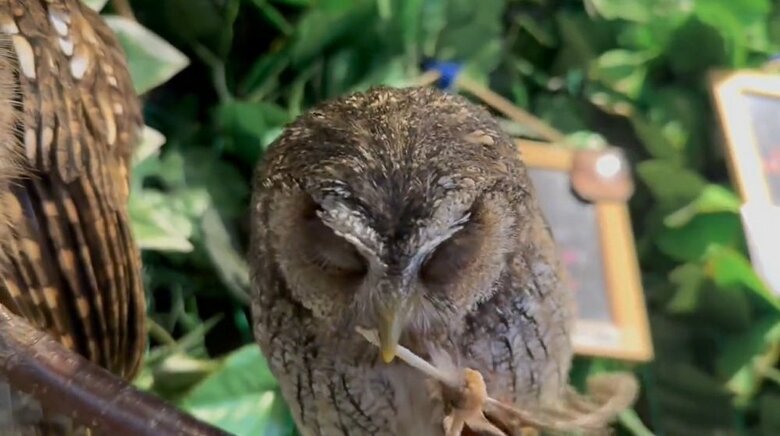 羽根を端っこに持ち直して…